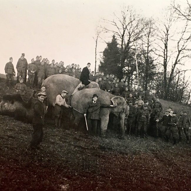 Knie Elefanten dienten während dem 2. Weltkrieg der Schweizer Armee